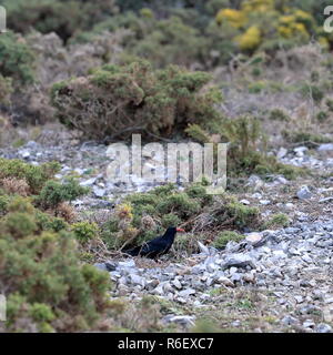 Il Gracchio in cerca di insetti di massa , insetti e larve nell'essiccatore zone pietrose presso la scogliera di base. Gorse è in crescita nel ghiaione Foto Stock