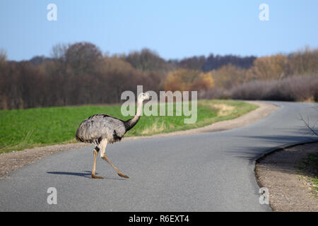 American maggiore rhea o nandú (Rhea americana) attraversa una strada di campagna nel Meclemburgopomerania Occidentale, Germania, nuovo pericolo per il traffico dal 2000 un Foto Stock