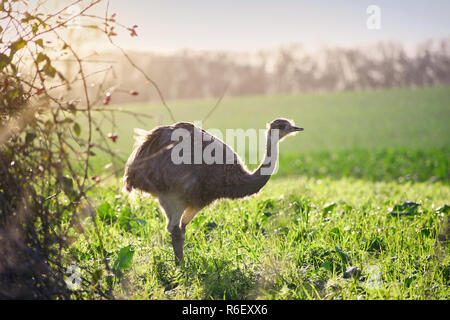 Wild american maggiore rhea o nandú (Rhea americana) nella luce calda del sole su un campo nel Meclemburgopomerania Occidentale, Germania. Un piccolo gruppo di questi rat Foto Stock