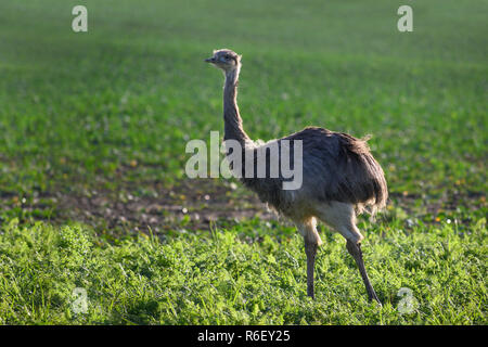 Wild american maggiore rhea o nandú (Rhea americana) su un campo nel Meclemburgopomerania Occidentale, Germania. Un piccolo gruppo di questi ratiti scampato 2000 Foto Stock