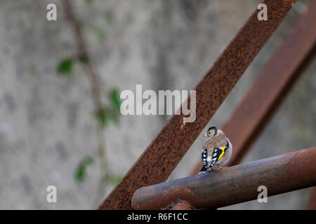 Cardellino appollaiate su arrugginito struttura in acciaio Foto Stock