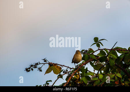 Scricciolo seduto su blackberry bush. Foto Stock