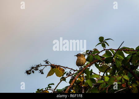 Scricciolo seduto su blackberry bush. Foto Stock