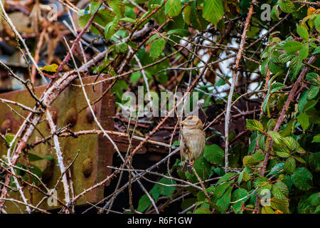 Scricciolo seduto su blackberry bush. Foto Stock