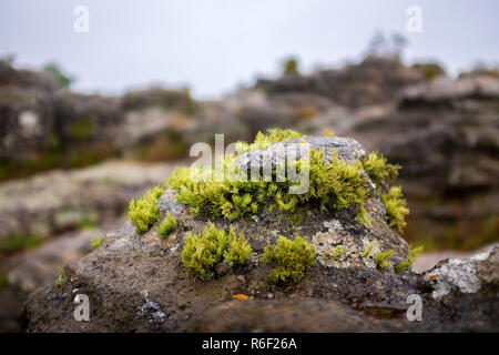 Il muschio cresce su una roccia nel giardino di roccia a Dullstroom, Sud Africa Foto Stock