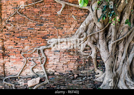 Radici di albero tenendo su un muro di mattoni, Wat Mahathat, al parco storico di Ayutthaya, Thailandia Foto Stock