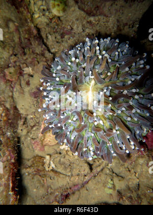 Anemone corallo a fungo (heliofungia actiniformis) Foto Stock