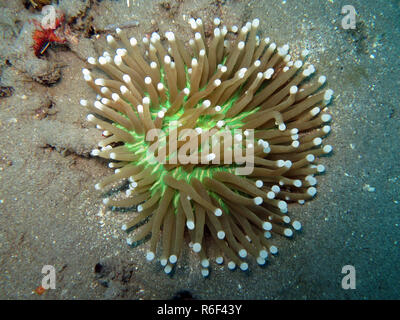 Anemone corallo a fungo (heliofungia actiniformis,sinonimo fungia actiniformis) Foto Stock