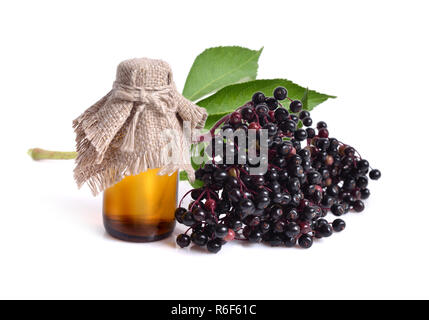 Sambucus nigra. Nomi comuni includono il SAMBUCO bacche di sambuco nero, sambuco, Europeo sambuco, europeo e bacche di sambuco nero europeo il sambuco. Foto Stock