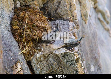 American Dipper Cinclus mexicanus Arkansas River, Colorado, Stati Uniti 17 aprile 2018 adulti alimentazione dei giovani nel nido. Cinclidae Foto Stock