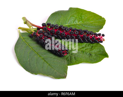 Phytolacca noto come pokeweeds o pokebush, pokeberry, pokeroot o un poke sallet, inkberry, ombu. Foto Stock