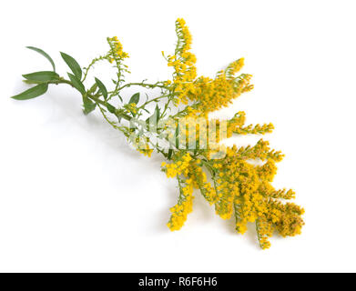 Solidago, comunemente chiamato goldenrods. Isolato. Foto Stock