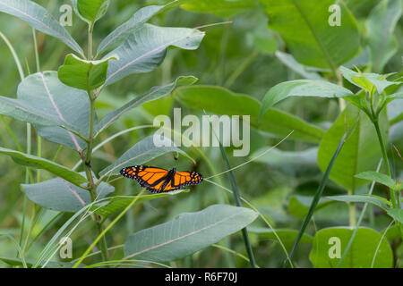 Farfalla monarca (Danaus plexippus) su milkweed, tarda estate, MN, USA di Dominique Braud/Dembinsky Foto Assoc Foto Stock