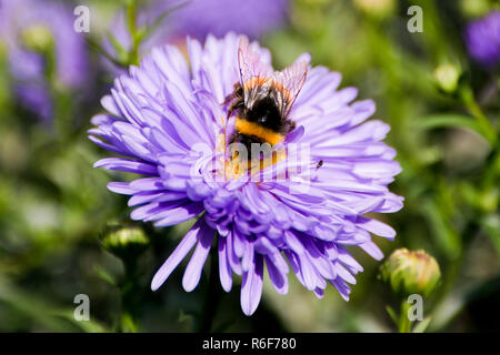 Chiudere orizzontale di un soffice bumblebee nettare di raccolta su un fiore di colore viola. Foto Stock