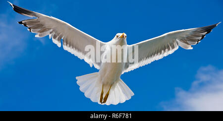 Chiudere orizzontale di un gabbiano in volo. Foto Stock