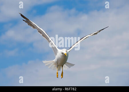 Chiudere orizzontale di un gabbiano in volo. Foto Stock