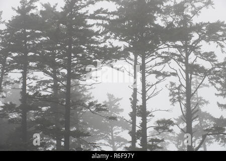 Tall Pines avvolta nella nebbia. Ecola State Park, ottobre o, STATI UNITI D'AMERICA, di Dominique Braud/Dembinsky Foto Assoc Foto Stock