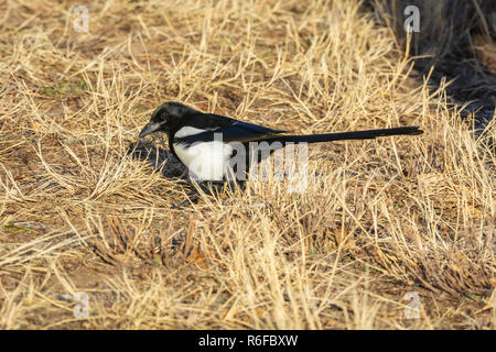 Nero-fatturati gazza (Pica hudsonia), Castle Rock Colorado. Foto scattata in novembre. Foto Stock