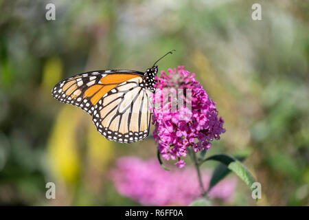 Farfalla monarca, Danaus plexippus, alimentando il Butterfly bush fiori, Buddleja o Buddleie durante la migrazione del sud in ottobre. Kansas, STATI UNITI D'AMERICA Foto Stock