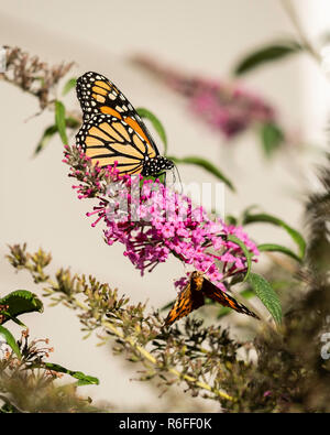 Farfalla monarca, Danaus plexippus, alimentando il Butterfly bush fiori, Buddleja davidii o Buddleie durante la migrazione del sud in ottobre. Kansas,USA Foto Stock