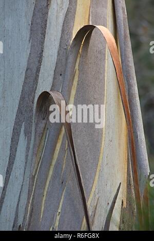 Tronco di albero Closeup Foto Stock