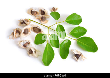 Moringa Oleifera semi con leawes. Isolato su sfondo bianco. Foto Stock