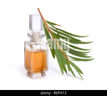 Melaleluca (tea tree) olio essenziale con ramoscello. Isolato su sfondo bianco. Foto Stock