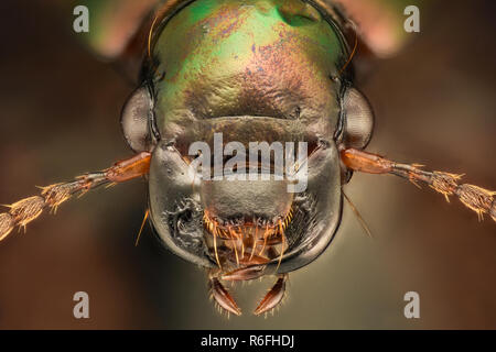 Extreme ingrandimento - Harpalus distinguendus Foto Stock