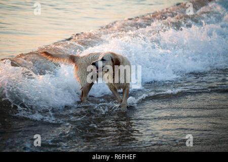 Il golden retriever cane giocando in spiaggia Foto Stock