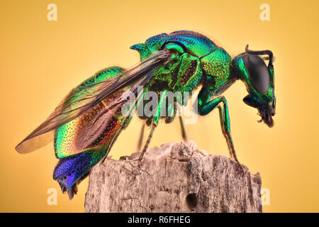 Extreme ingrandimento - cuculo wasp Foto Stock