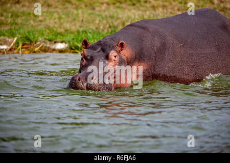 Ippona, Canale Kazinga, Uganda Foto Stock