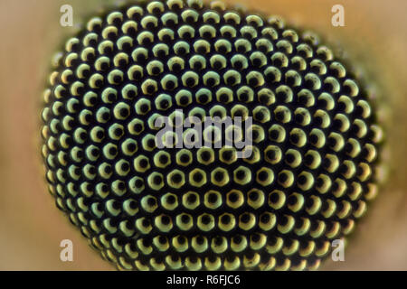 Extreme ingrandimento - occhio di zanzara 50:1 ingrandimento Foto Stock