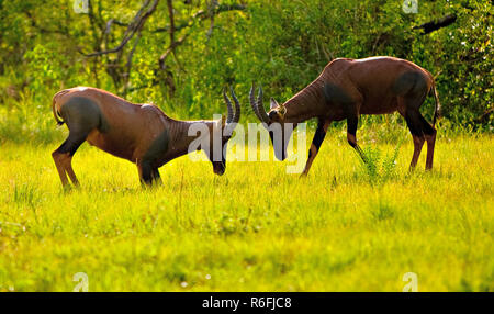 Scontrarsi Topis Foto Stock