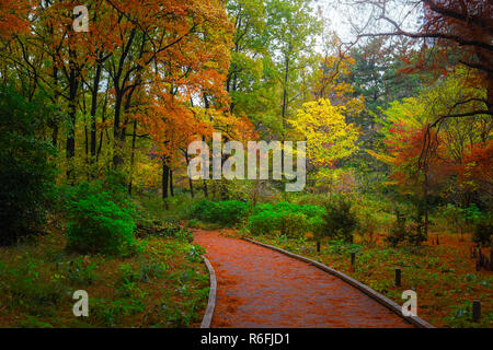 Sentiero nel bosco in autunno con rosso, arancio, verde e marrone e piante, alberi e foglie. Foto Stock