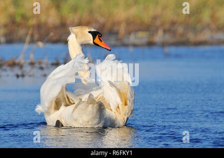 Il Cigno (Cygnus olor) è una specie di cigno e di un membro della famiglia di uccelli acquatici anatidi Foto Stock