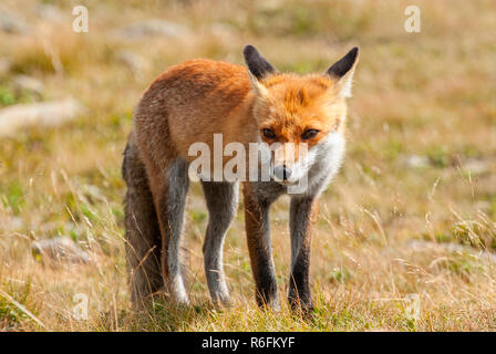 I giovani europei Red Fox (Vulpes vulpes vulpes), Babia Gora National Park, Polonia Foto Stock