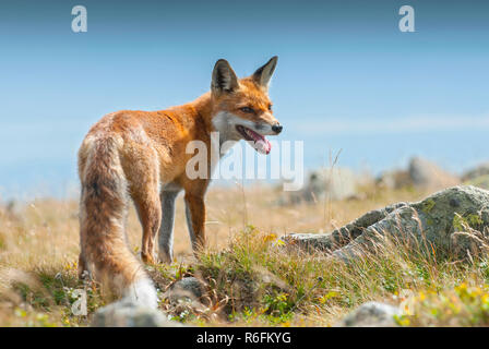 I giovani europei Red Fox (Vulpes vulpes vulpes), Babia Gora National Park, Polonia Foto Stock