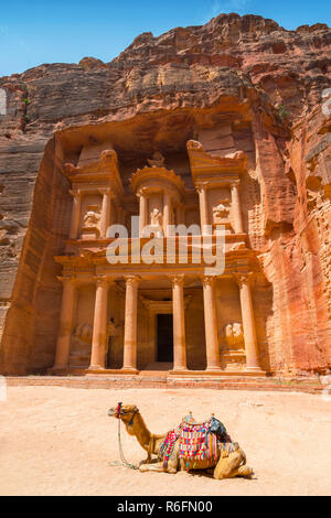 Camel utilizzato da guide locali per i turisti di intrattenimento e trasporti nella parte anteriore del tesoro, un famoso punto di riferimento in Petra, Giordania Foto Stock