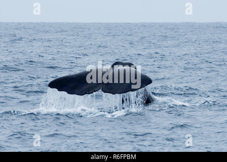 Sperma balena immersioni vicino a Kaikoura, Isola del Sud, Nuova Zelanda Foto Stock