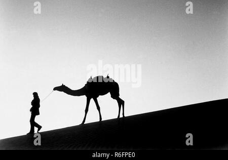 Allevamento di cammelli al tramonto, Parco Nazionale del deserto, deserto del Thar, Grande deserto Indiano, dune di sabbia, Sam, Jaisalmer, Rajasthan, India, vecchia immagine d'annata 1900s Foto Stock