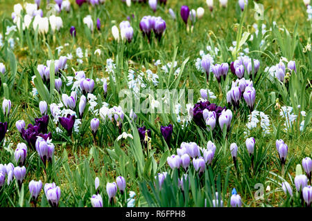 Bianca a strisce Viola crocus fiori in un prato di primavera Foto Stock