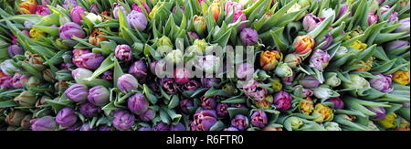 Tulipani presso il mercato settimanale in mÃ¼nster in Westfalia sono offerti per la vendita Foto Stock