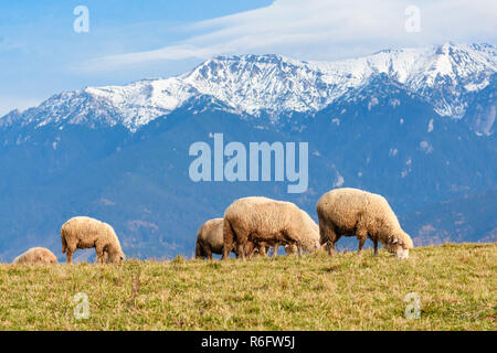 Pestera,Brasov, Romania: Libera pecore pascolano in un prato in autu Foto Stock