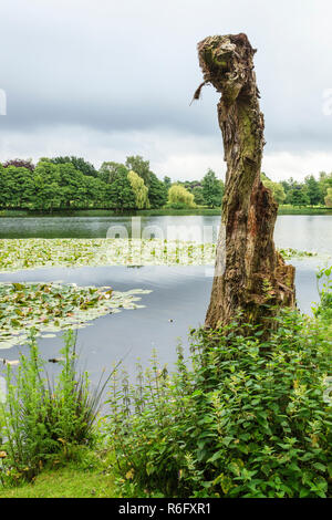 Ritorto vecchio ceppo di albero a lato di un lago, Wollaton Park, Nottingham, Inghilterra, Regno Unito Foto Stock