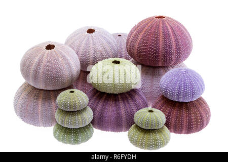 Gruppo di conchiglie di mare di ricci di mare ( Echinoidea) isolato su sfondo bianco. Foto Stock