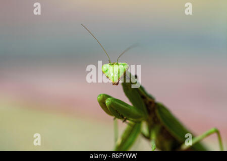 Mantis, insetto adulto. Ricerca di una coppia per la procreazione. Foto Stock