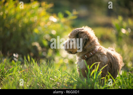 Piccolo, grazioso, soffici, grazioso cucciolo marrone è lasciato solo a casa giardino. Concetto di abbandonato gli animali domestici e gli animali domestici. Curioso, cane obbediente. Conce Foto Stock