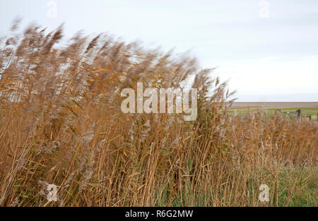 Una vista di cannuccia di palude, Phragmites communis, al vento dalle paludi costiere a Salthouse, Norfolk, Inghilterra, Regno Unito, Europa. Foto Stock