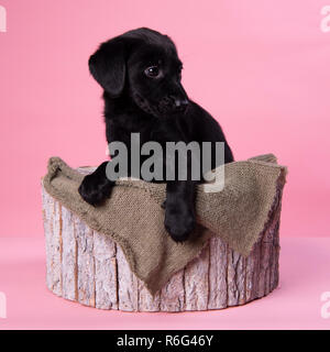 Carino il labrador nero cucciolo, professionale fotografia cucciolo Foto Stock