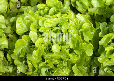 Campo di verde lattuga Frisee crescente in righe Foto Stock